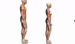 人体模型最新爆料图集,前沿科技与人体奥秘的完美融合